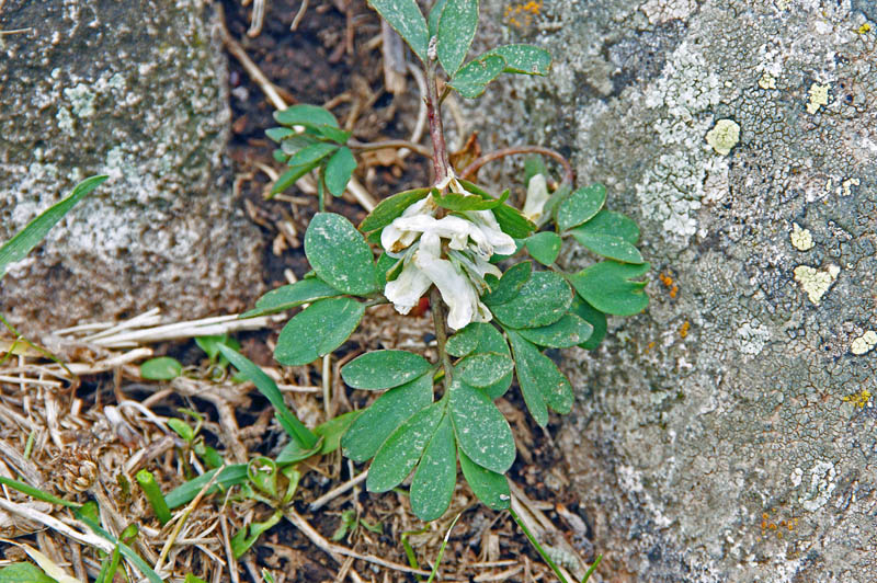 Corydalis solida